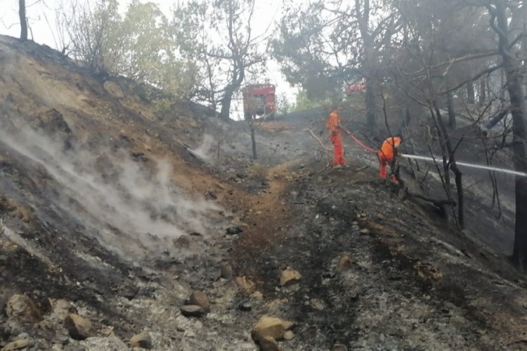 Kahramanmaraş'ta orman yangını