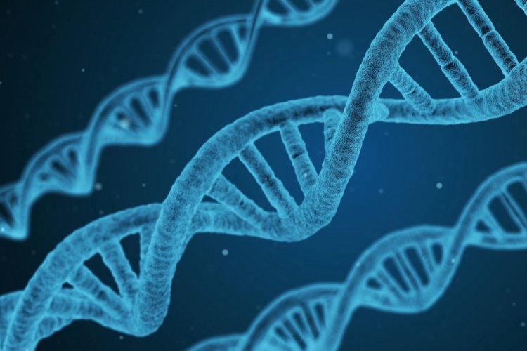 Bilim adamları: Ağır koronavirüs vakalarından Neandertal genleri sorumlu olabilir