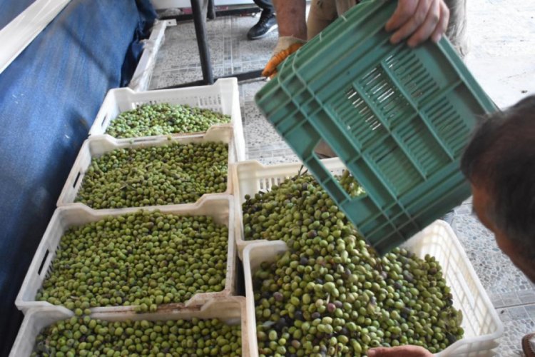 Gemlik Belediyesi afet mağduru üreticinin yanında (ÖZEL HABER)
