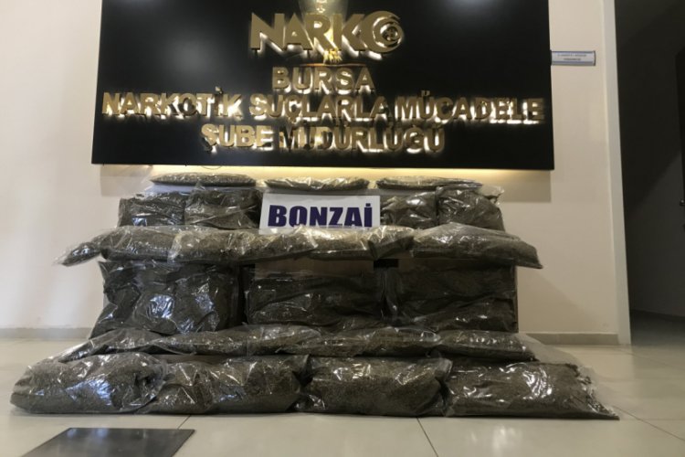 Bursa'da operasyonda 31 kilo bonzai ele geçirildi