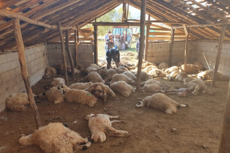 Ayılar 74 küçükbaş hayvanı telef etti