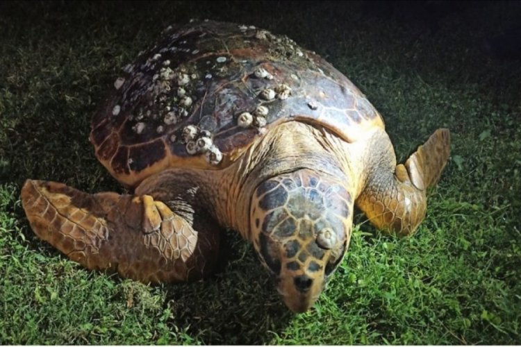 Yaralı bulunan caretta caretta tedavi altına alındı