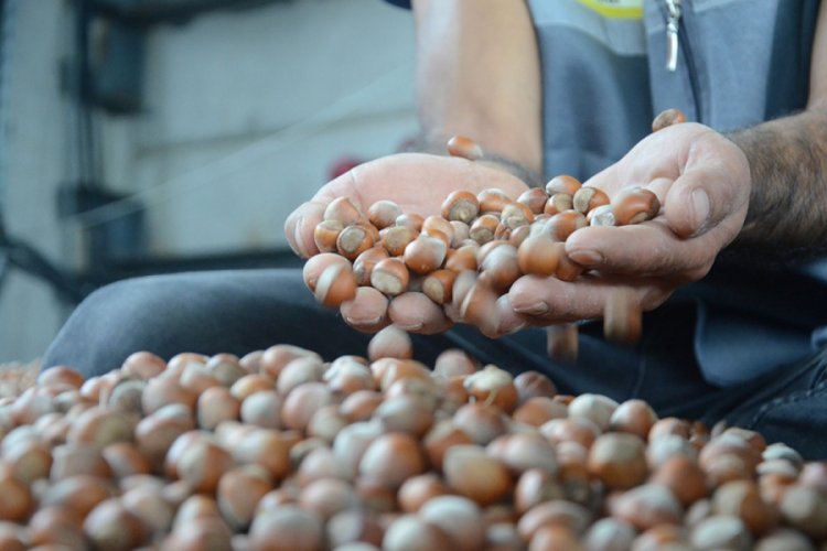 Serbest piyasada fındık 24,5 liraya yükseldi