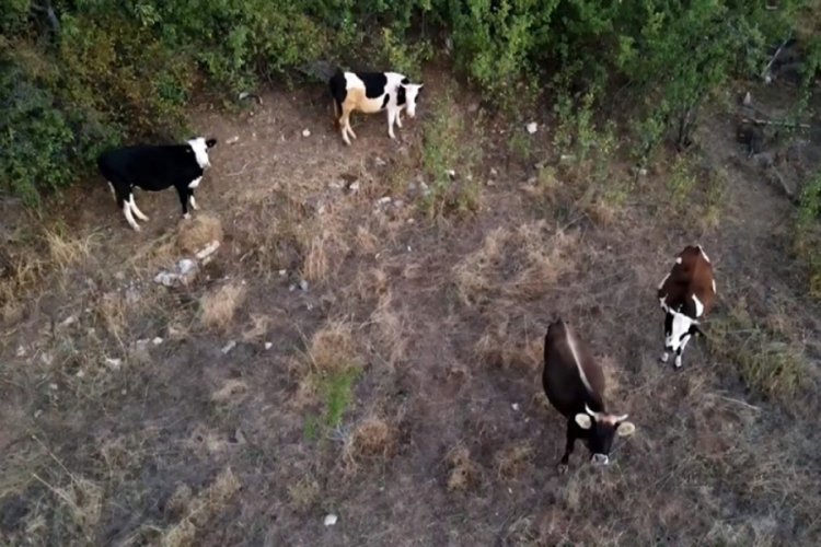 Çoban kaybolan ineklerini drone ile buldu