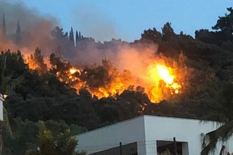 Aydın'da zeytinlik ve ormanlık alanda yangın