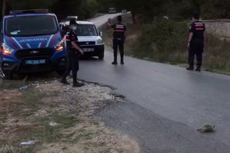 Uşak'ta geçiş üstünlüğü kaplumbağanın oldu