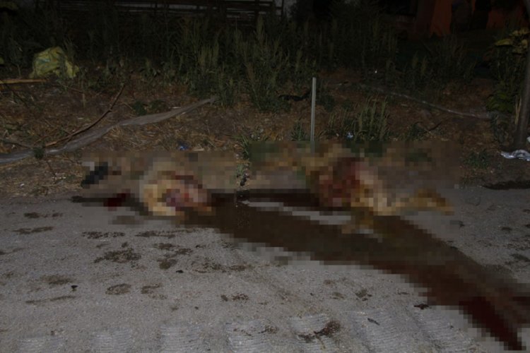 İki otomobil koyun sürücüne daldı: 7 yaralı, 15 koyun öldü