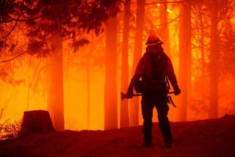 California'daki orman yangınlarında bu yıl rekor düzeyde alan yandı
