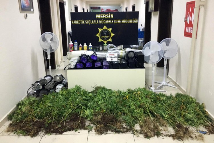 Evine özel düzenek kurup kenevir yetiştirmiş