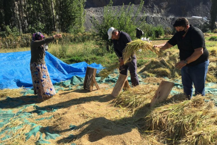 Artvin'de geleneksel yöntemlerle çeltik hasadı