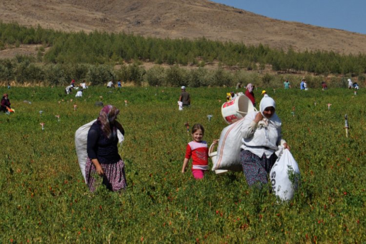 İşçi bulamayınca tarlasındaki kırmızı biberleri halka bıraktı