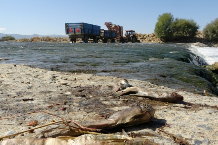 Balık ölümleri tedirgin etti