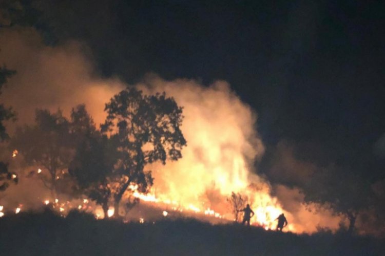 Aydın'da korkutan orman yangını