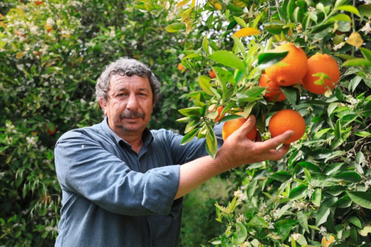 Finike portakalını aşırı sıcaklar vurdu