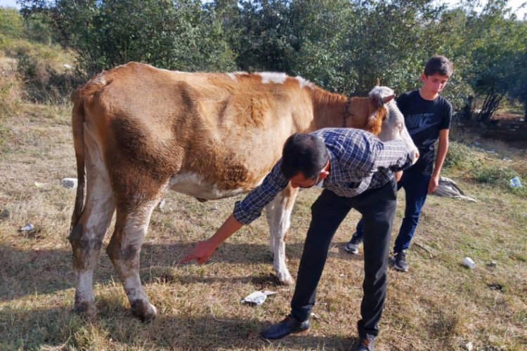 OSB görevlisinin baltayla ineklerini yaraladığı iddiasıyla şikayetçi oldu