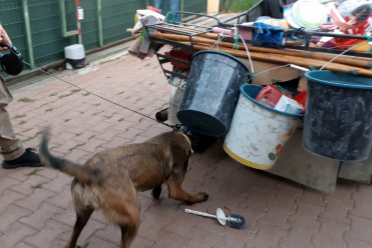 Sepetli motosiklete zulalanmış 77 kilo esrarı Marco buldu
