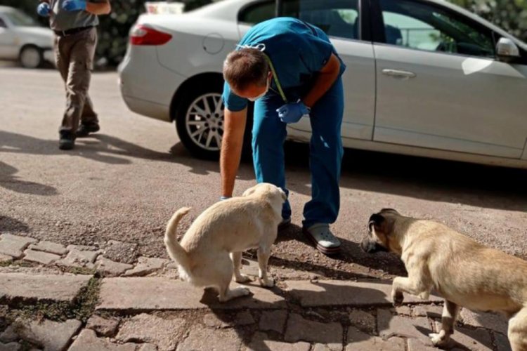 Bursa'da sahipsiz köpekler parazitlere karşı ilaçlandı