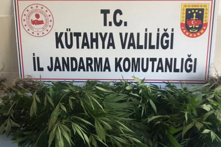 50 kök kenevir ele geçirildi