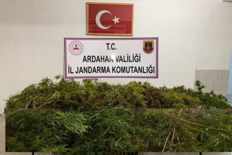 114 kök Hint keneviri ele geçirildi