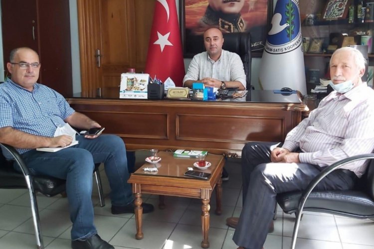 Bursa'da kuraklık zeytinde rekolteyi etkiledi