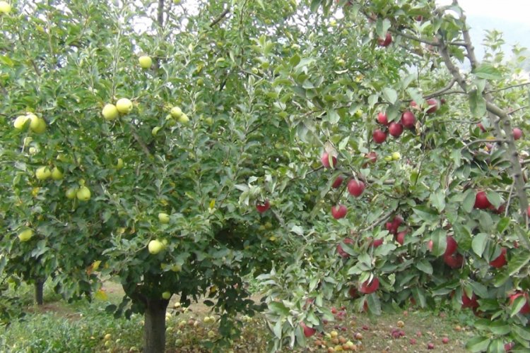Bursa'da elma hasadı başladı, lodos büyük zarar verdi