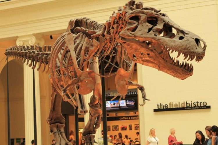New York'ta 67 milyon yıllık dinozor iskeleti 27,5 milyon dolara satıldı