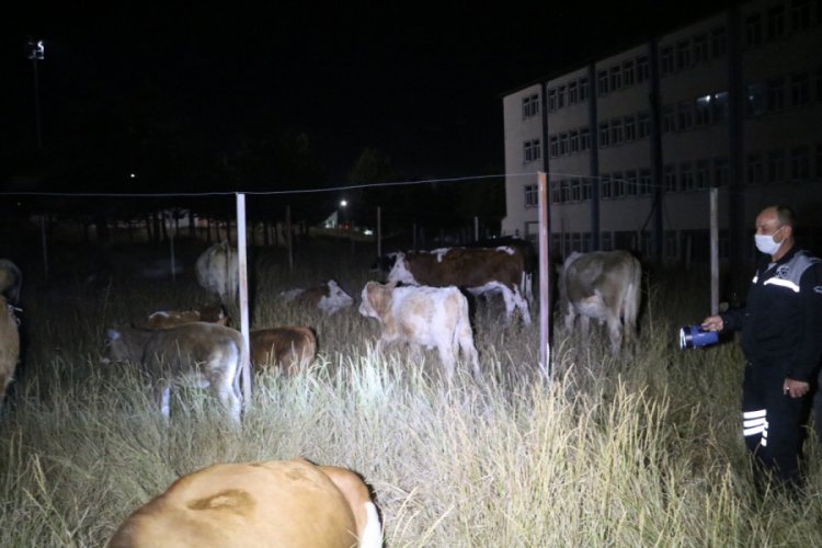 Sivas'ta kaybolan inek sürüsü üniversite yerleşkesine girdi