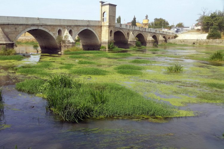 Tunca Nehri yeşile büründü