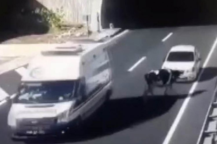 Tünel çıkışında başıboş gezen ineğe otomobil çarptı