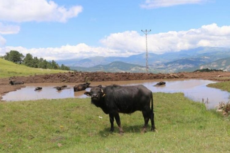 Ordu'da çiftçilere manda desteği