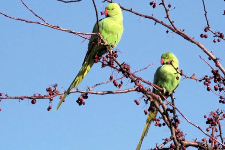 Yeşil papağan istilası: Kent faunası bozulma riski altında