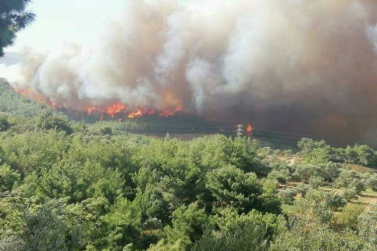 Hatay'da orman yangını
