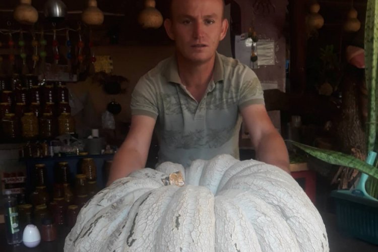 Bursa'da 53 kilogramlık bal kabağı yetiştirdi