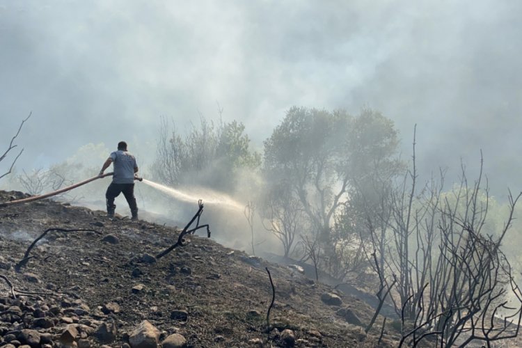 Hatay'da zeytin ağaçları alev alev yandı