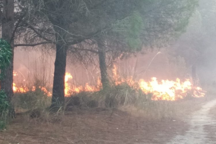 Mersin'de 3 hektar orman alanı yandı