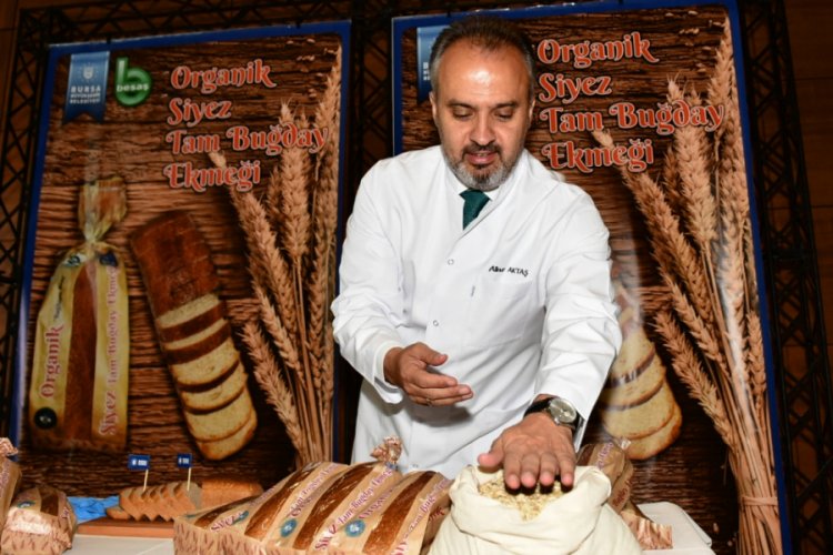Buğdayın atası artık Bursa'da üretiliyor