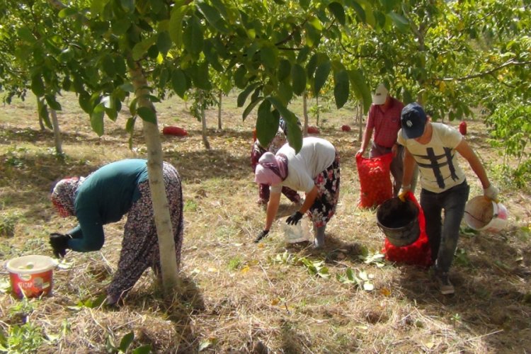 Bursa'da yaş cevizin kilosu 6 lira, kuru cevizin ise 17 lira