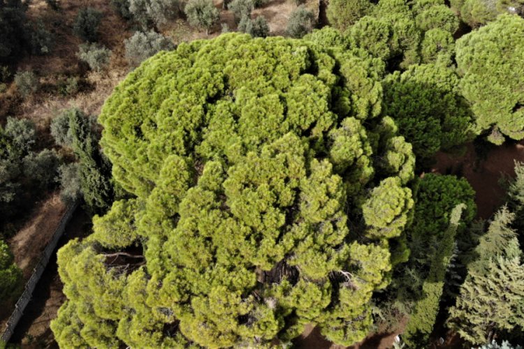 Bursa'da 700 yaşındaki tek kollu gazi hâlâ ayakta