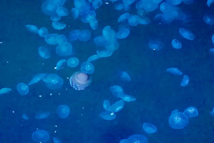 Marmara'da denizanası istilası