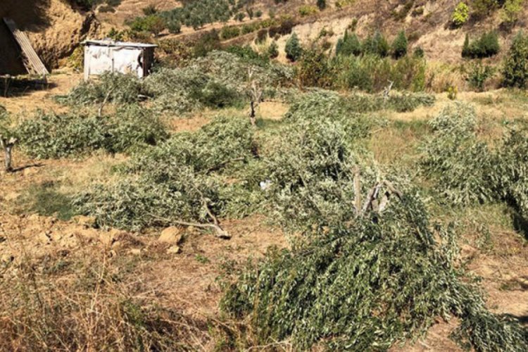 Bahçesindeki 54 ağacı kesilip, kulübesine zarar verildi