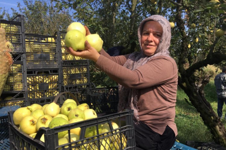 Eşme ayvası 11 ülkeye ihraç edilecek