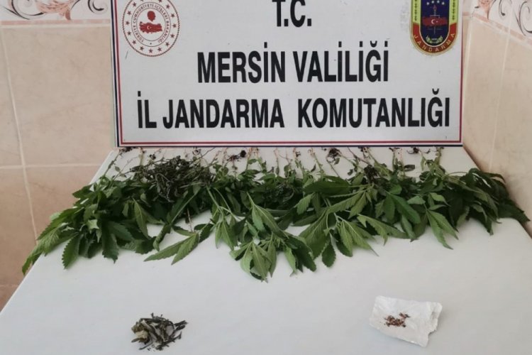 Bir evde 31 kök kenevir bitkisi ele geçirildi