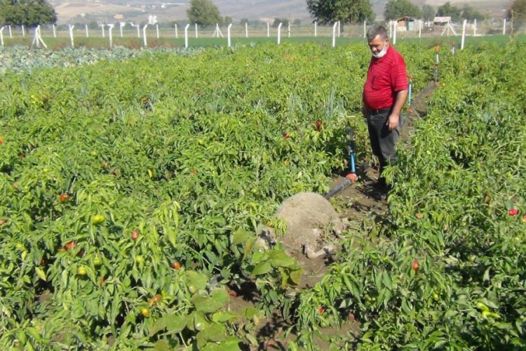 Bursa'da başıboş köpekler dehşet saçtı