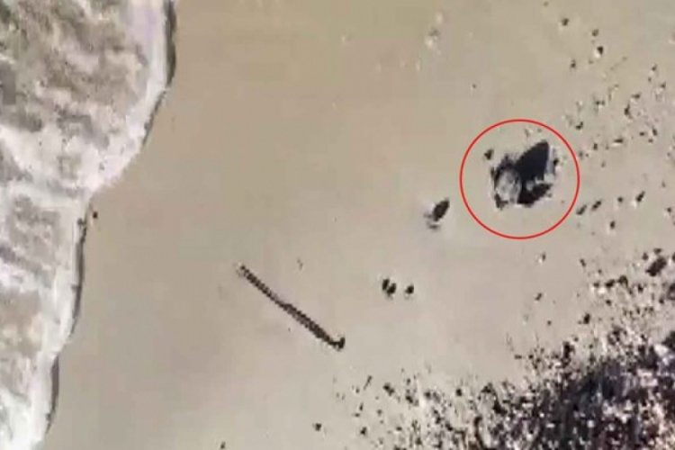 Marmara'da ilk kez caretta caretta yuvası bulundu