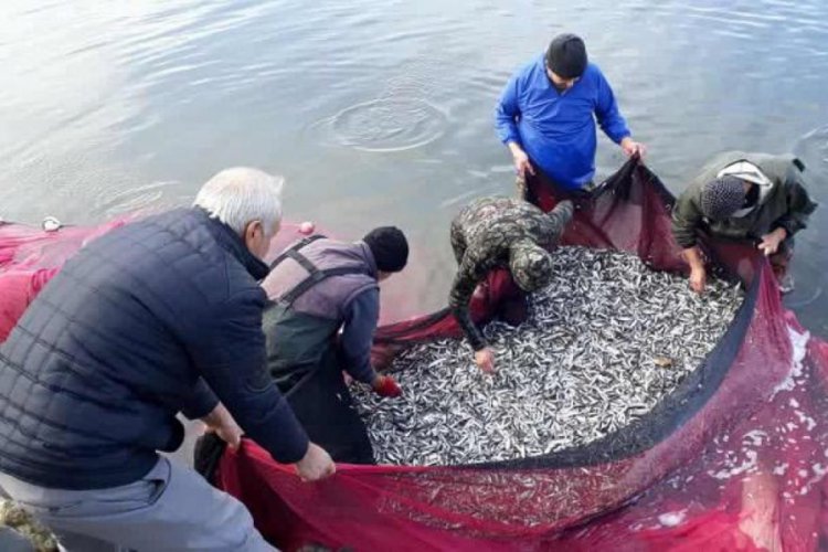 Bursa'da gümüş balığı sezonu kapanıyor