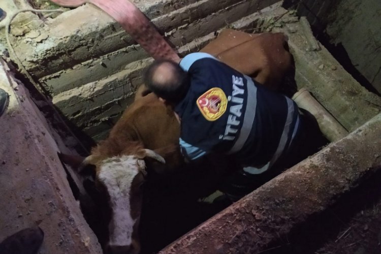Kanalizasyon çukuruna düşen inek kurtarıldı