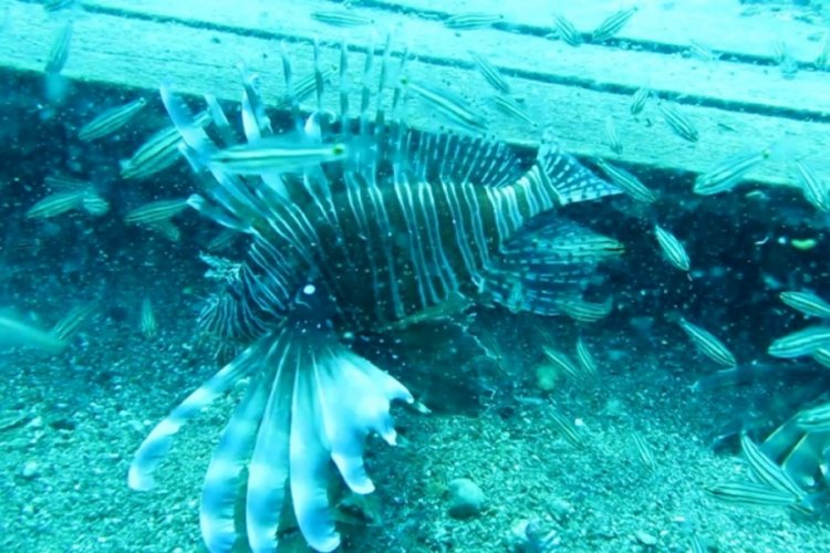 Doğu Akdeniz'e artık Kızıldeniz balık türleri hakim