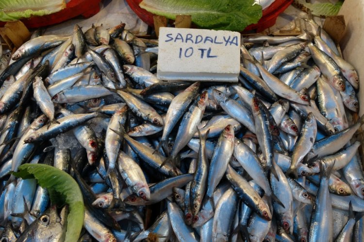 Akdeniz'de sardalya bolluğu