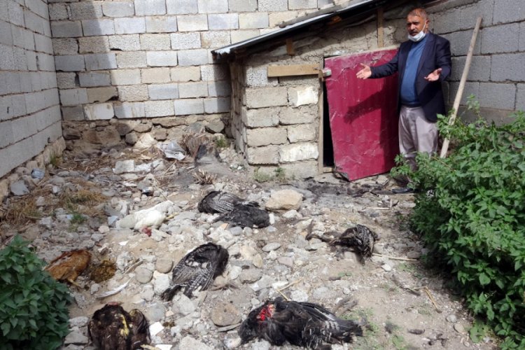Kümese giren sokak köpekleri, 17 hindiyi telef etti