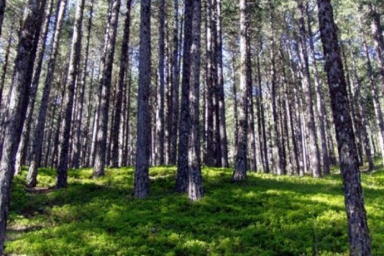Muğla'da Orman İşletme Müdürü tutuklandı